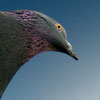 Brockwell Pigeon