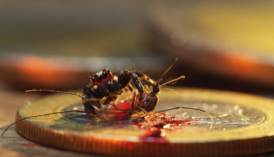 spider